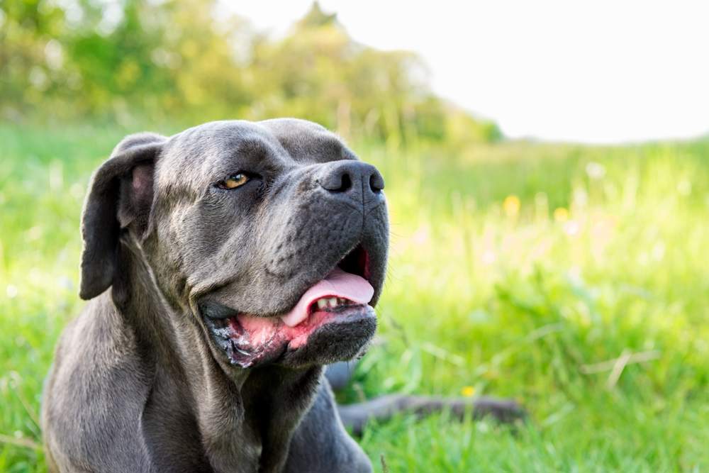 Perro mastín italiano