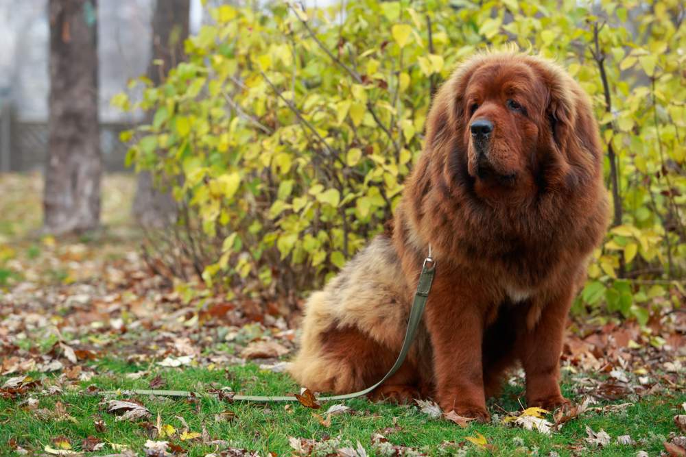 Perro mastín tibetano