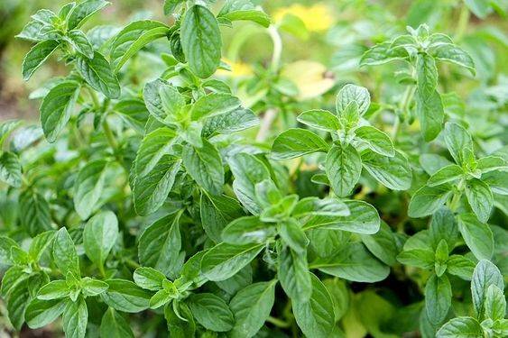 Plantas medicinales: menta poleo. 