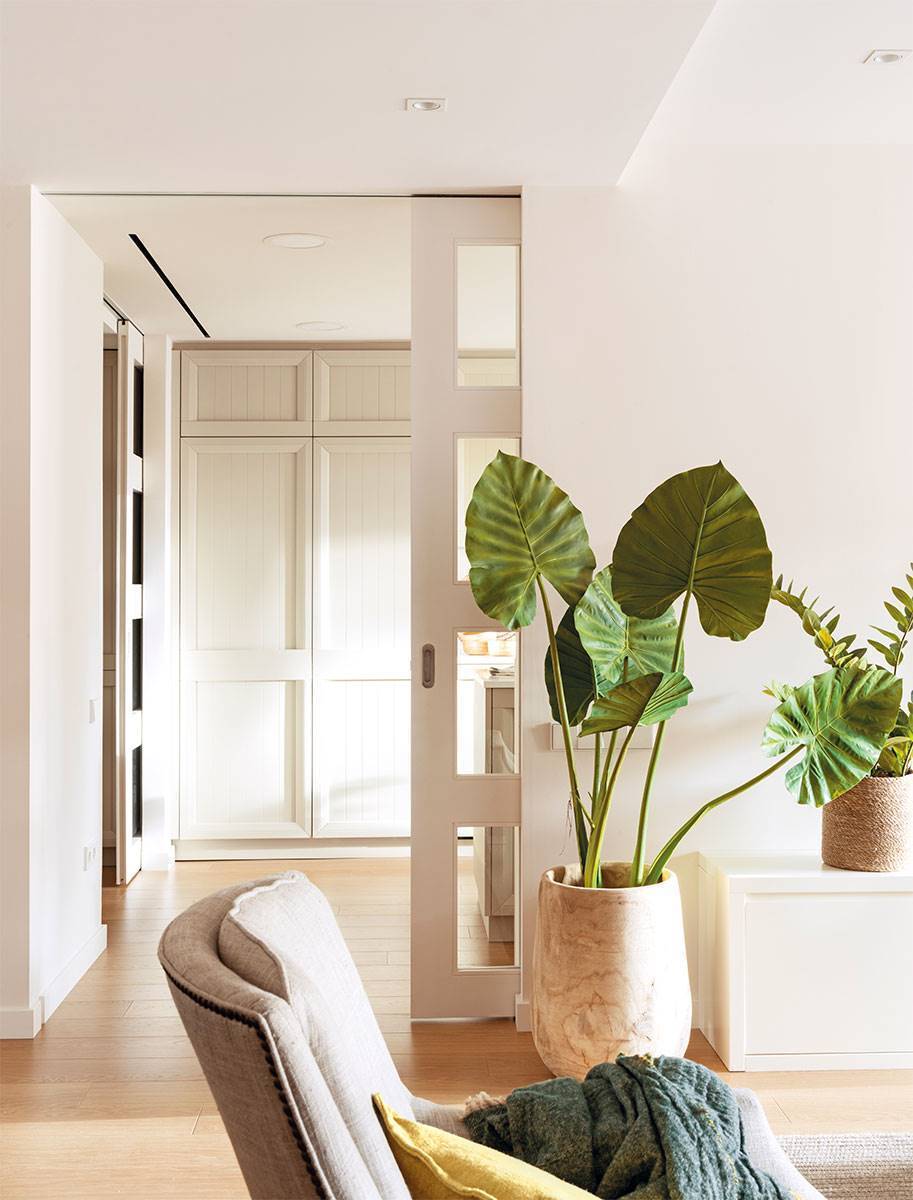 Planta de interior Monstera.