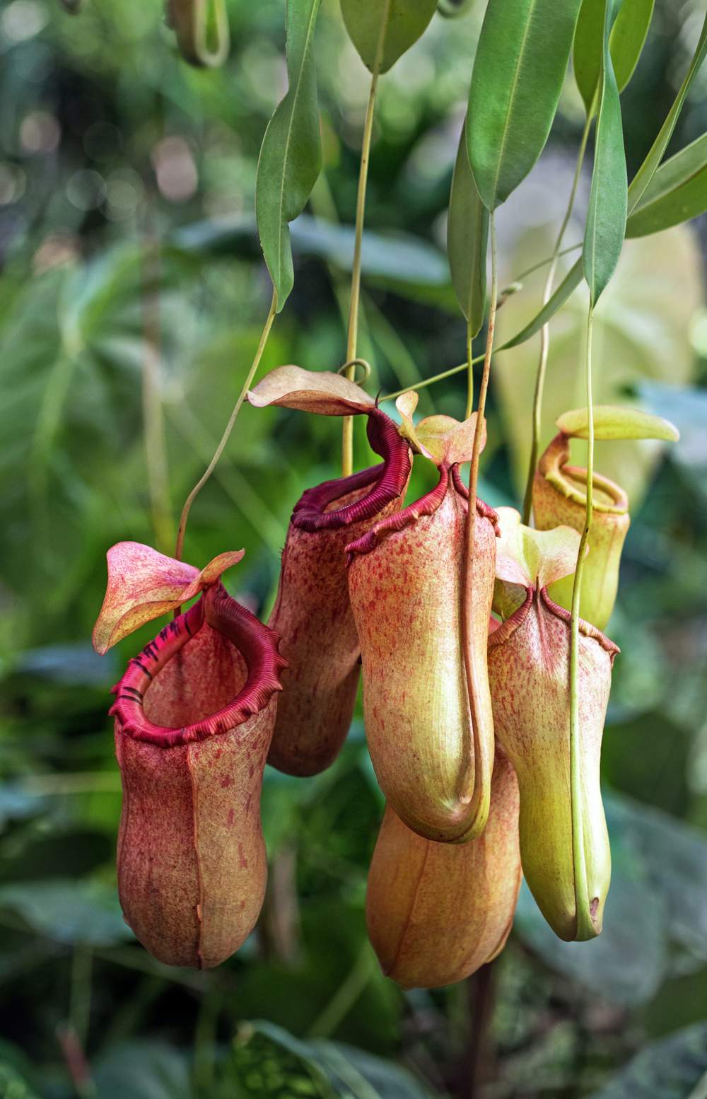 Nepenthes.