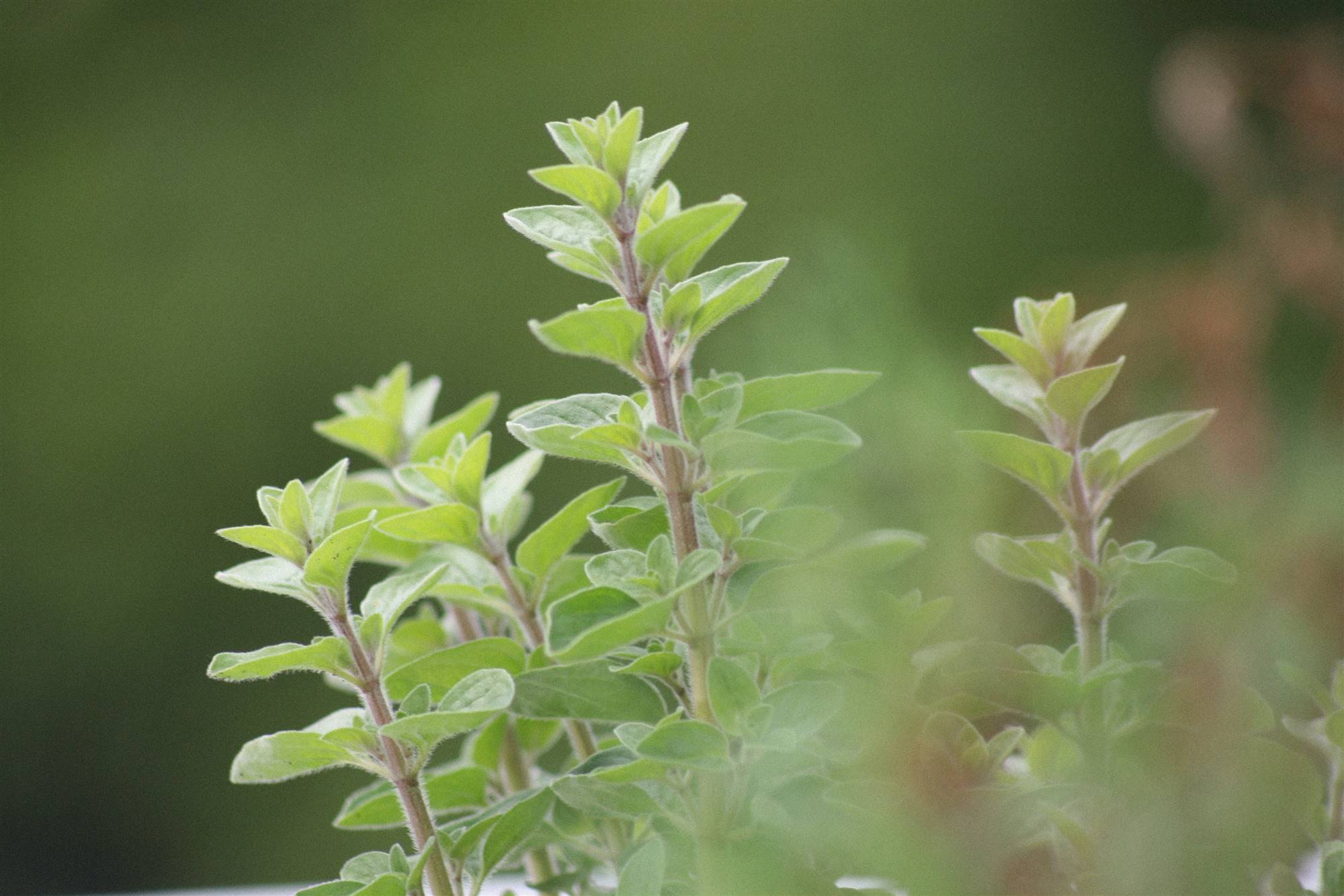 Qué plantas medicinales hay: orégano. 