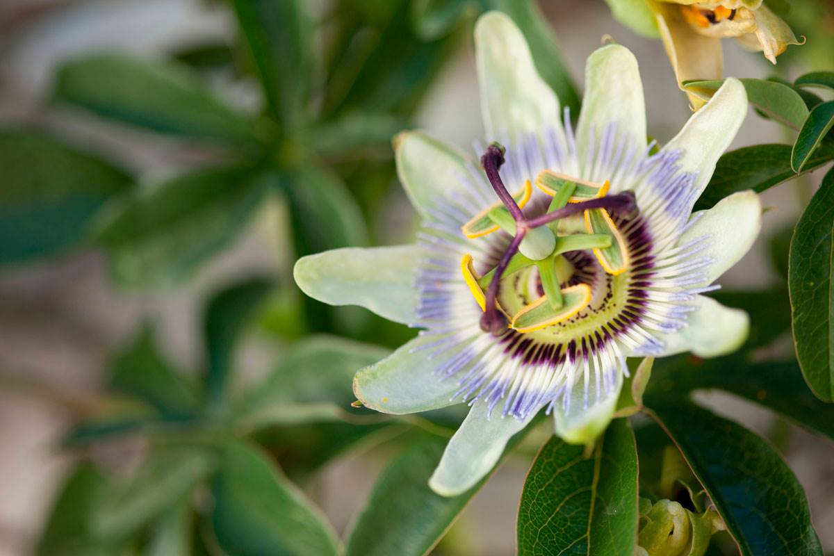 Plantas medicinales: pasiflora. 