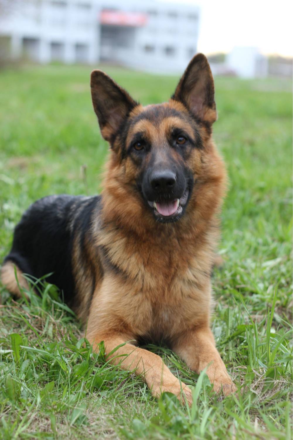 Perro pastor alemán