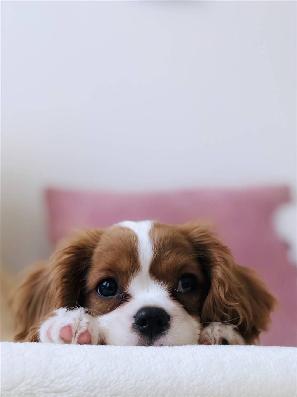 Perro asomándose al sofá.