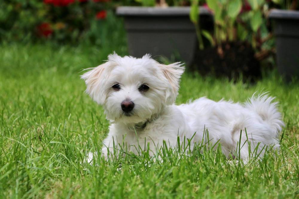 Perro bichón maltés