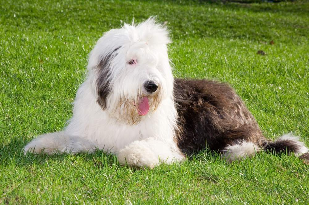 Perro bobtail