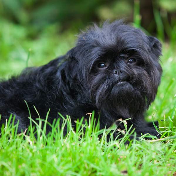 Affenpinscher: la raza de perros que todos confunden con un pequeño mono