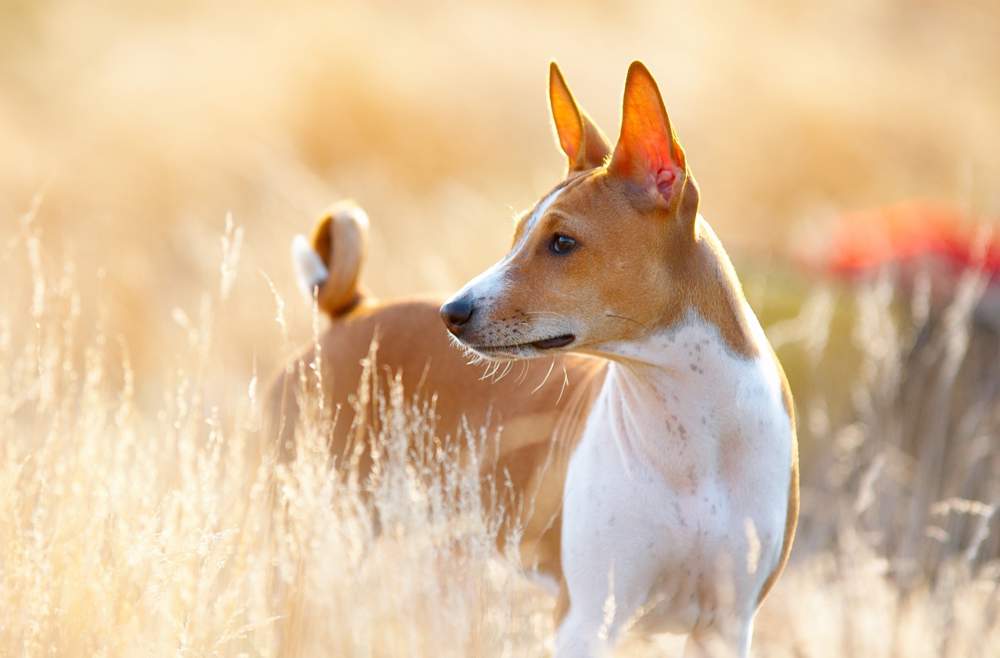 Perro de raza basenji.