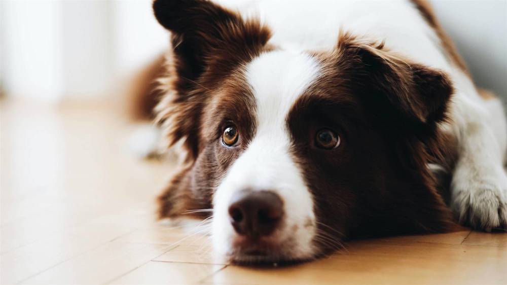 Perro border collie