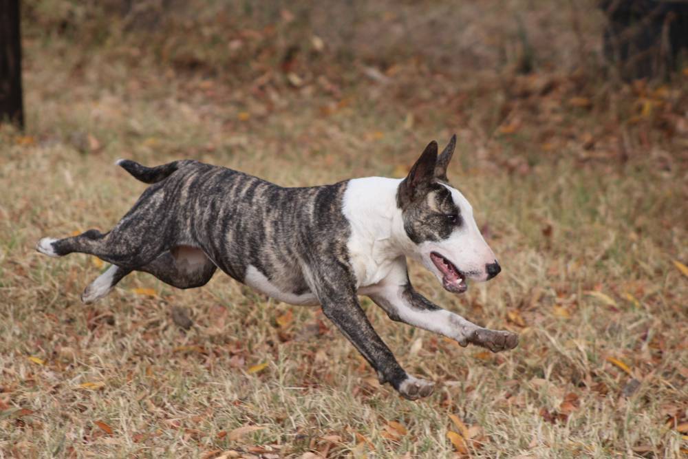 Perro bull terrier