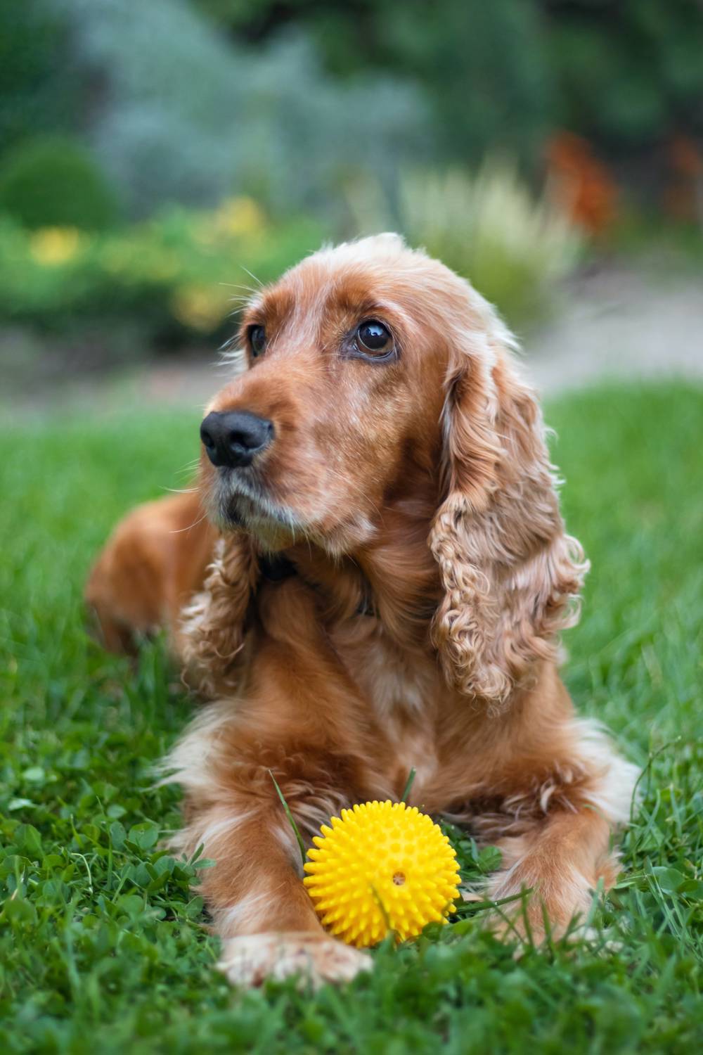 Perro cocker spaniel inglés