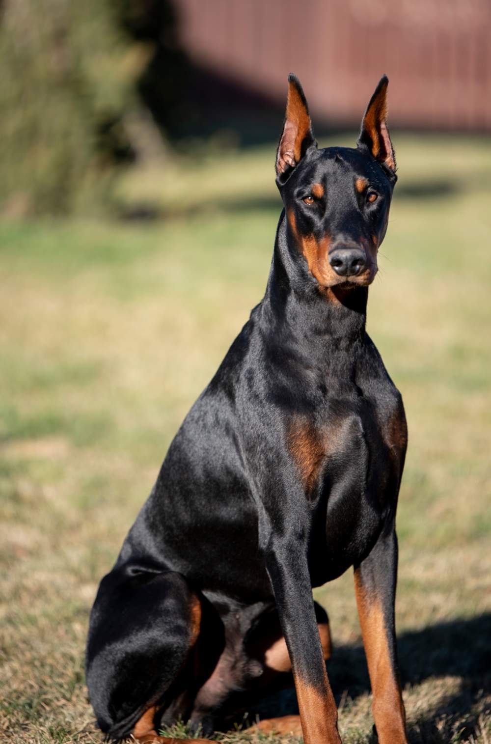 Perro de raza dóberman.