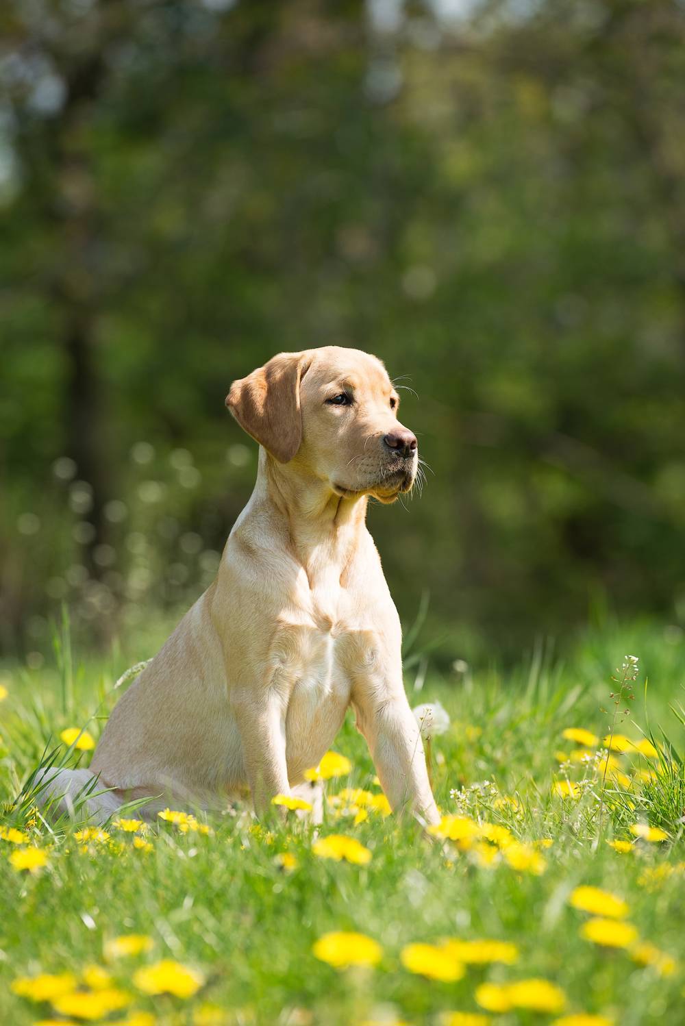 Perro labrador