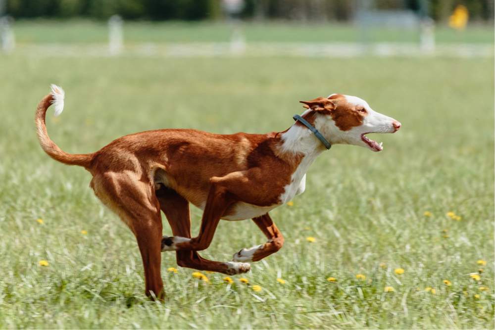 Perro podenco