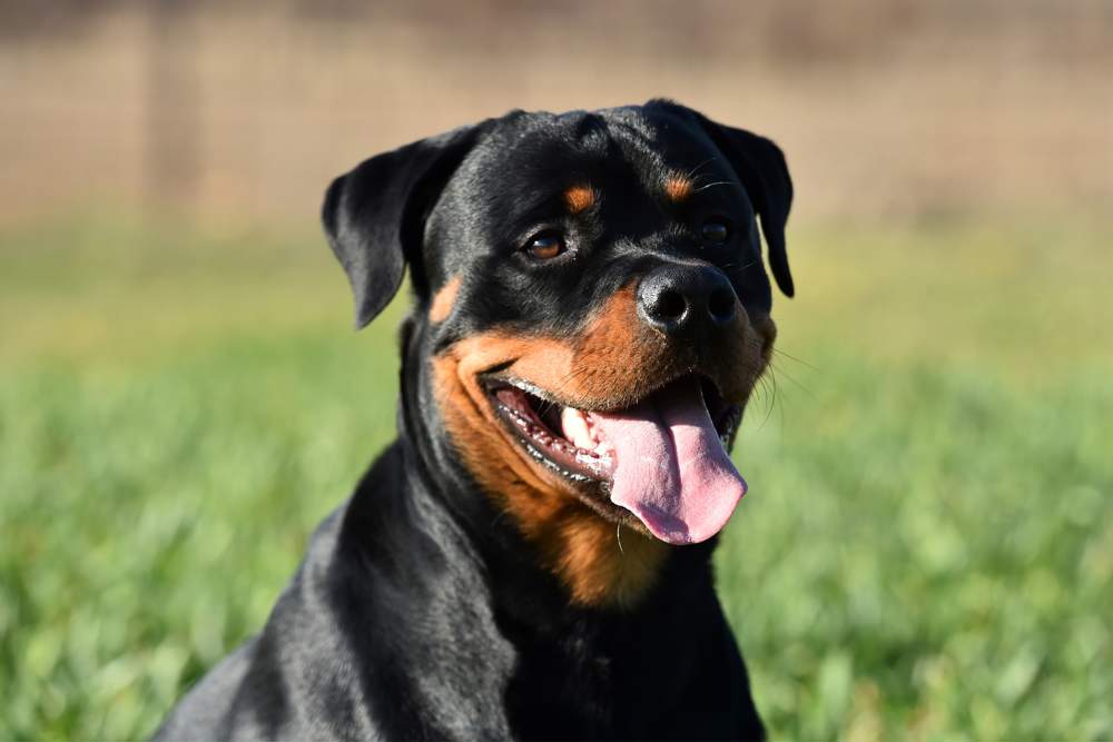 Perro rottweiler