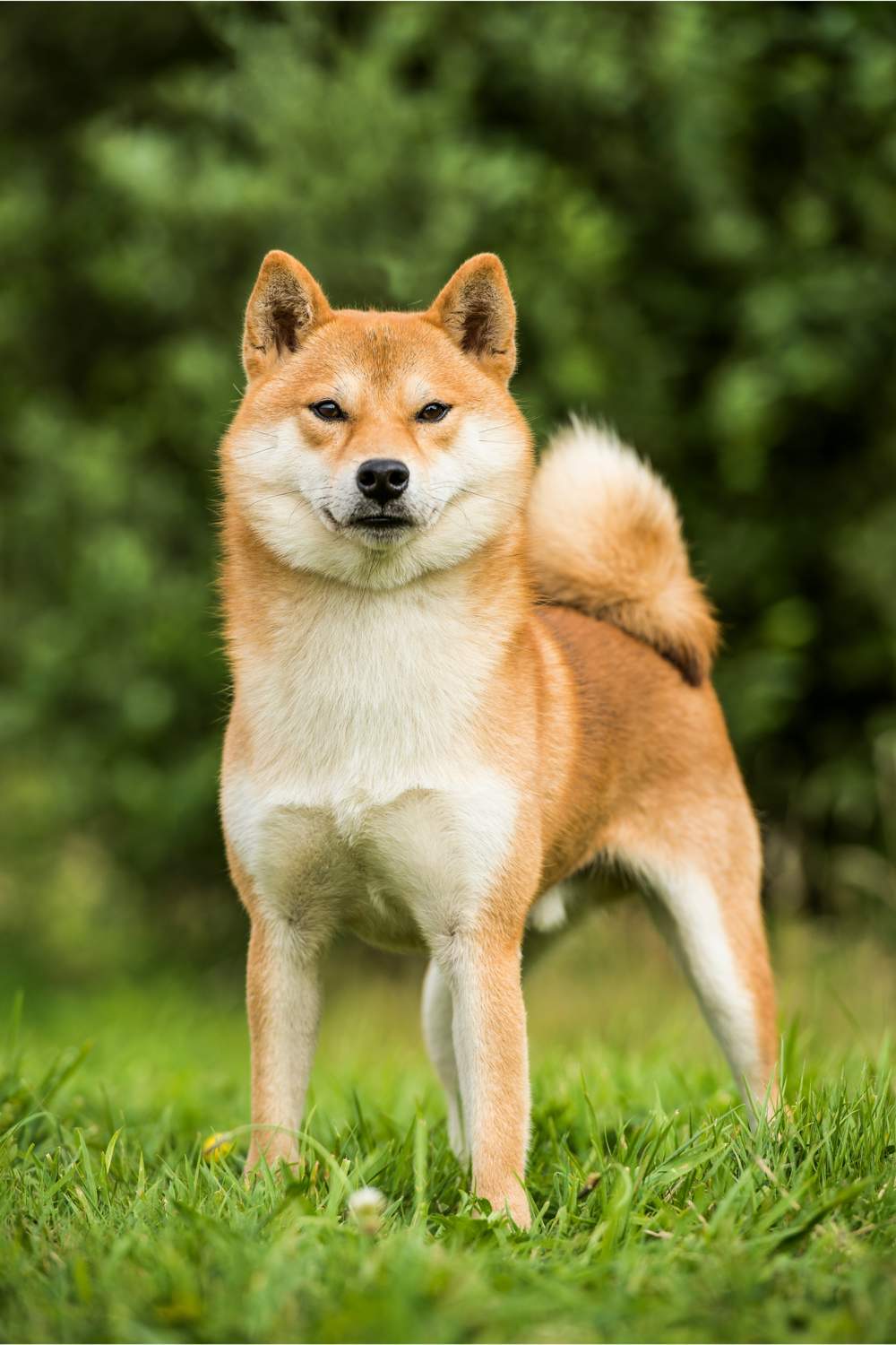 Perro shiba inu