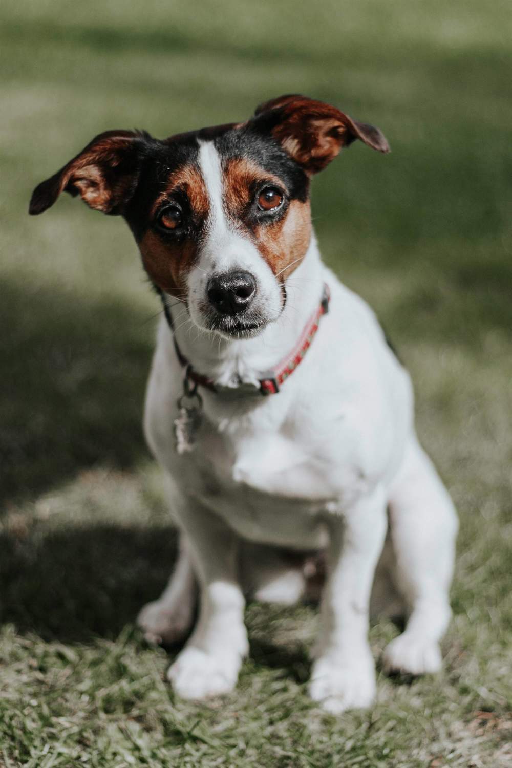 Perro jack russell terrier