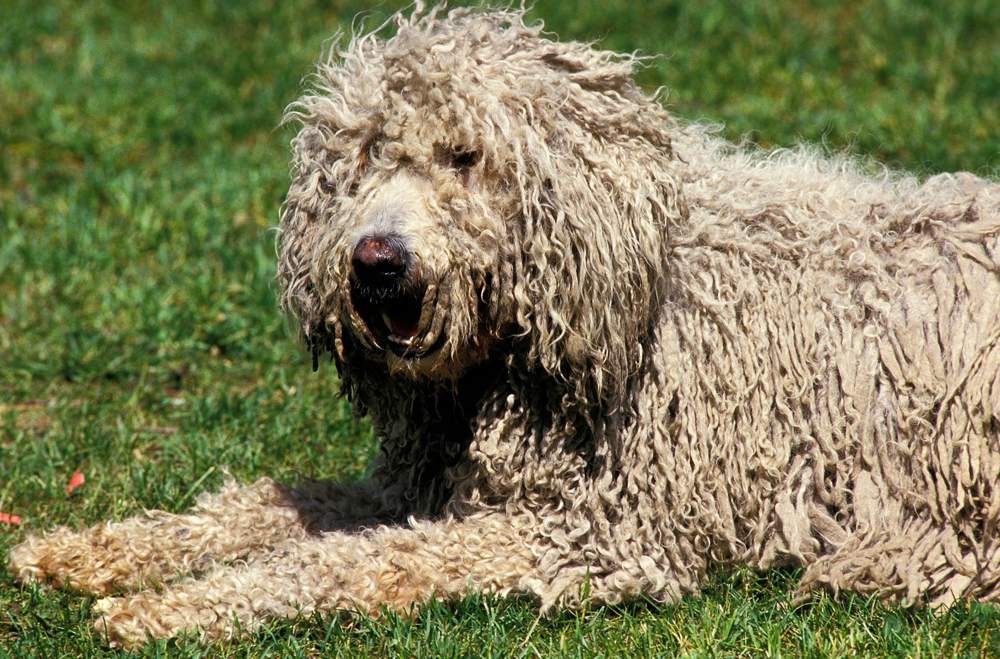 Perro komondor