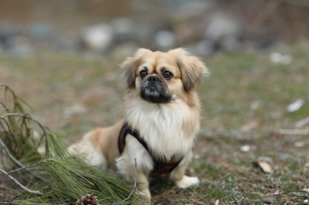 Perro pekinés.