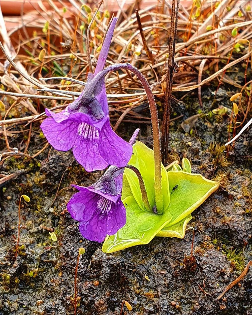 Pinguicula grandiflora-planta-carnivora