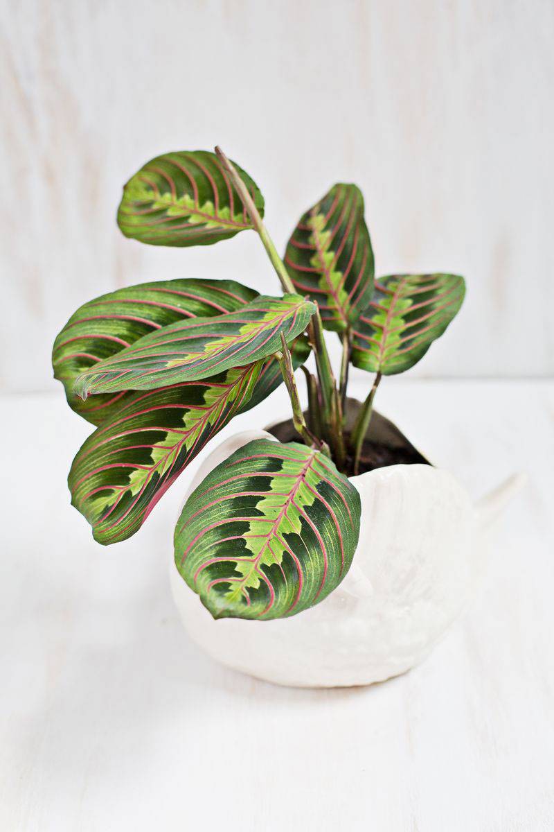 Maranta leuconera o planta de la oración.