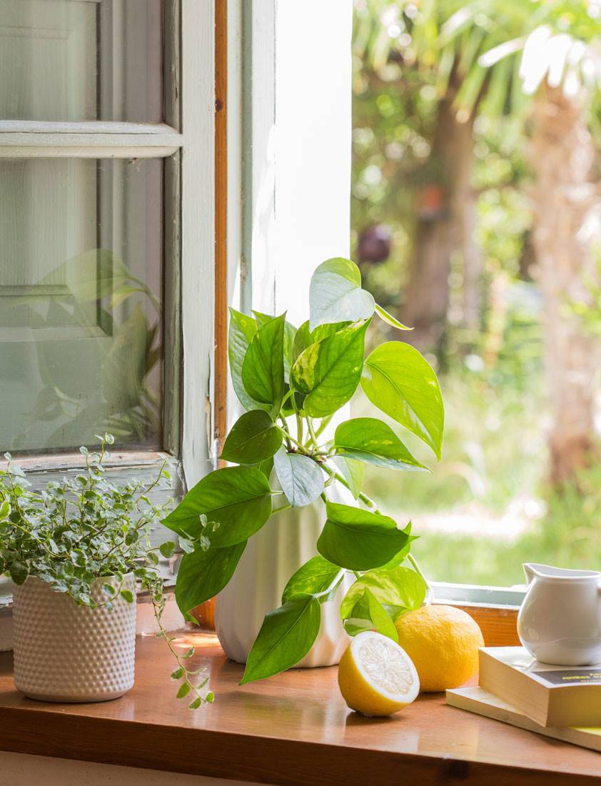 Ventana con limones y planta de interior Poto. 