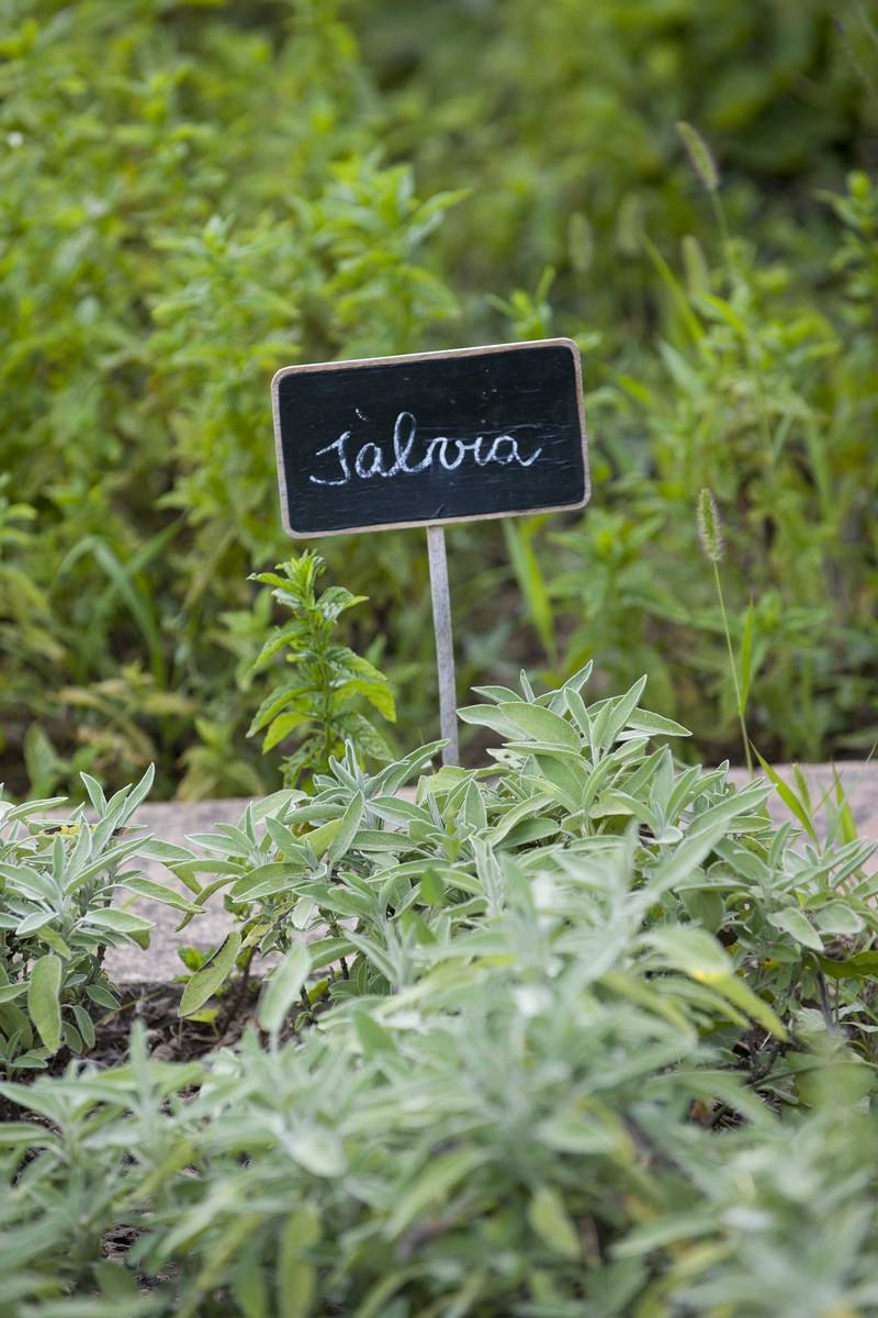 Cuáles son las plantas medicinales: salvia. 