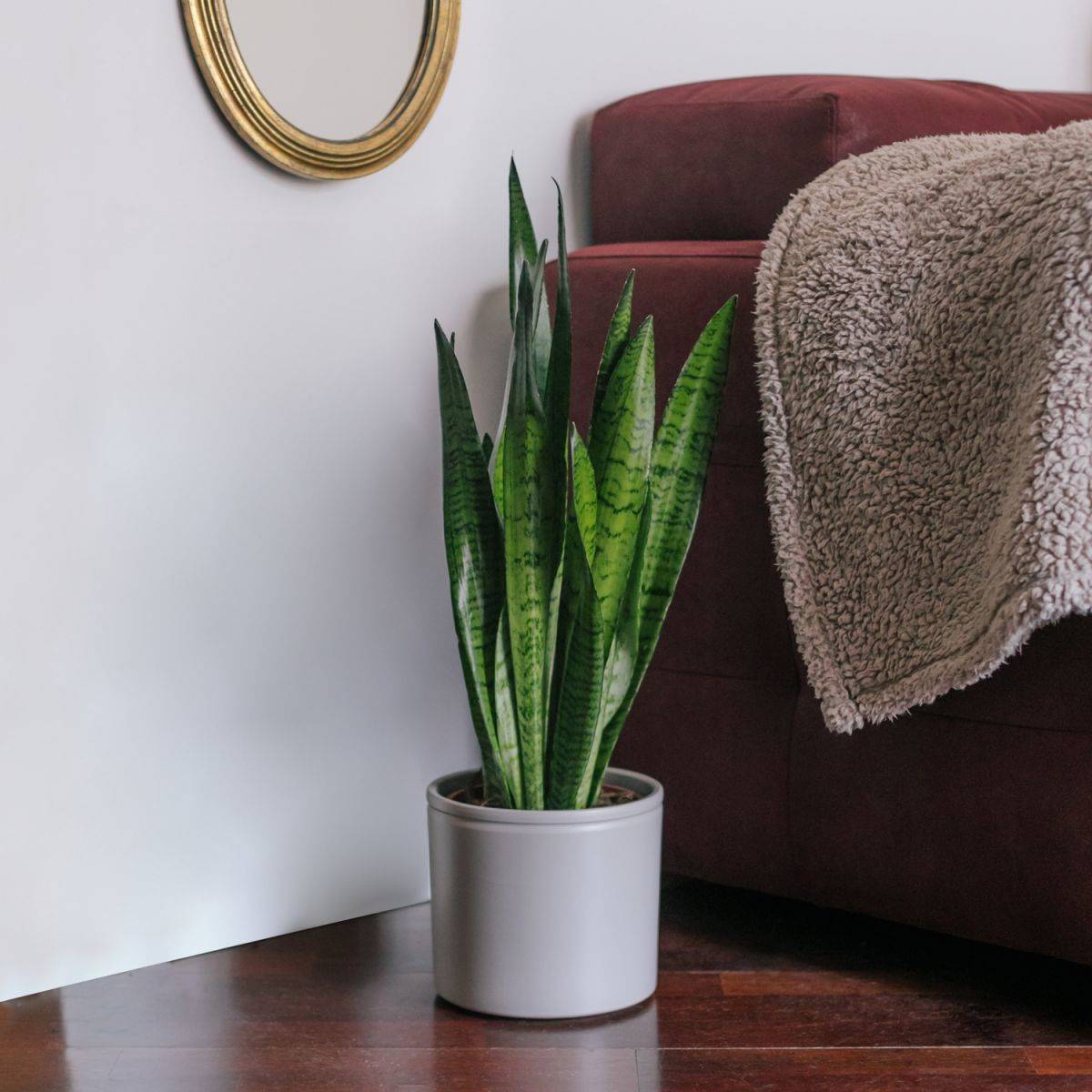 Planta de interior sansevieria.