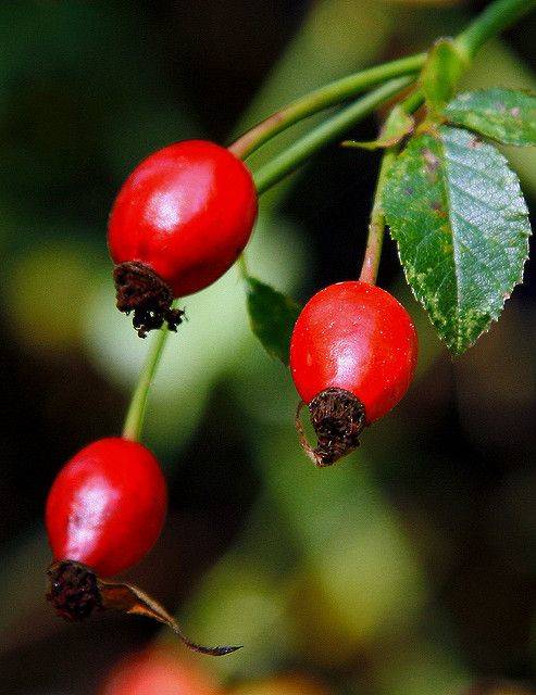 Plantas medicinales: escaramujo. 