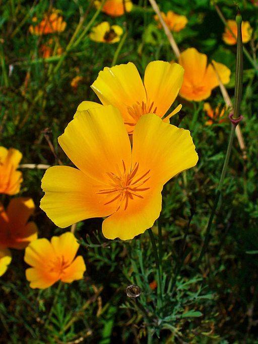 Plantas medicinales: amapola de California. 