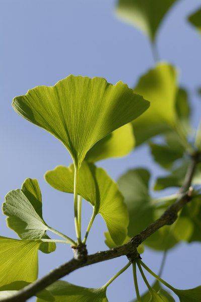 Plantas medicinales: ginko.