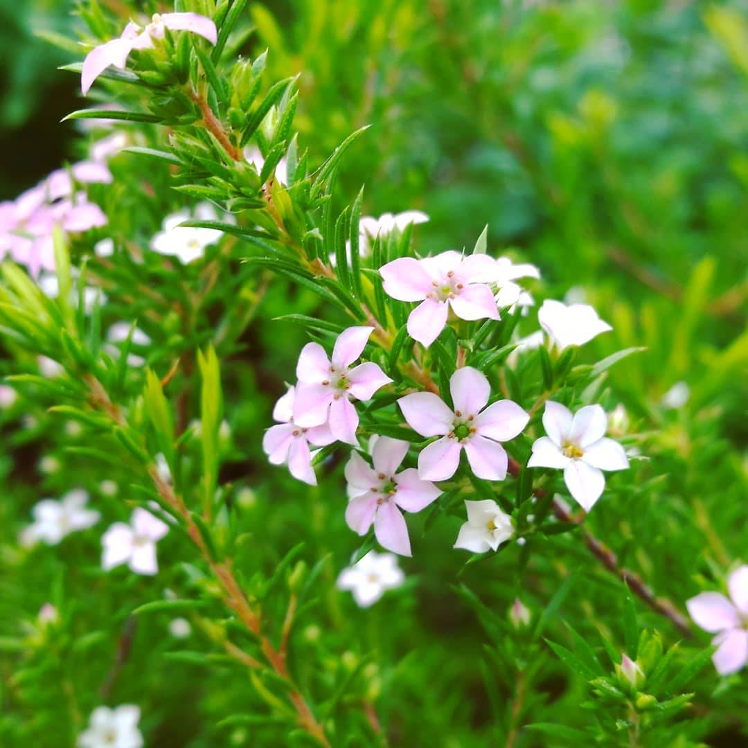 Plantas medicinales: romero. 