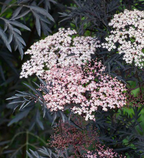 Plantas medicinales: flor de sauco. 