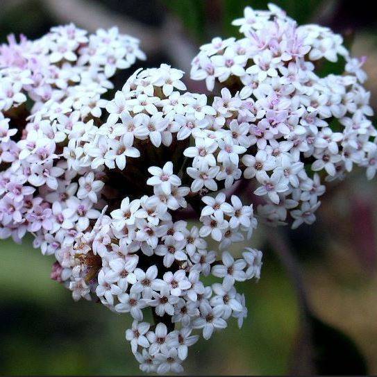 Plantas medicinales: valeriana. 