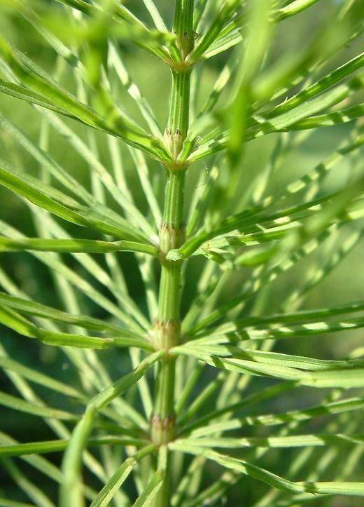 Plantas medicinales: cola de caballo. 