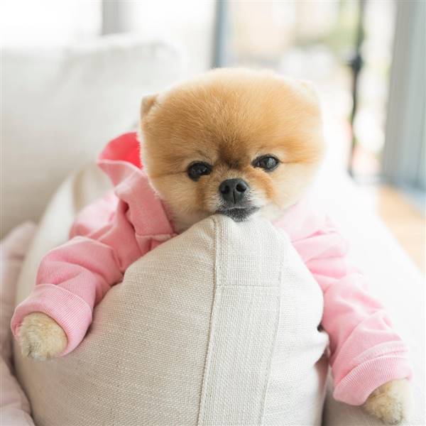 Pomerania @jiffpom.