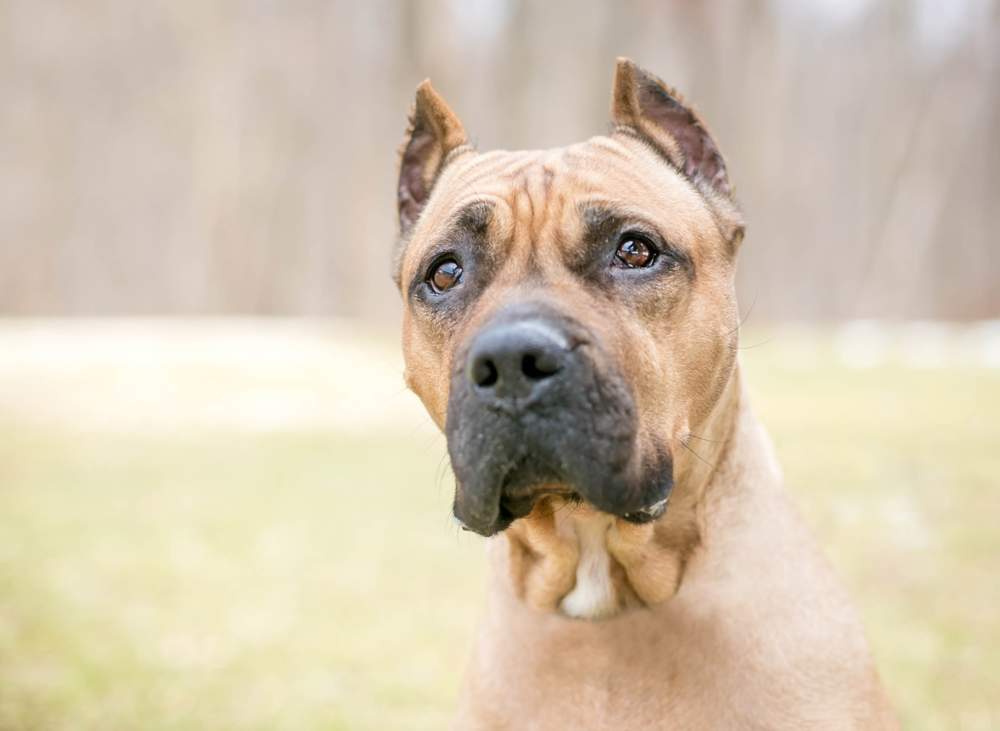 Presa canario.