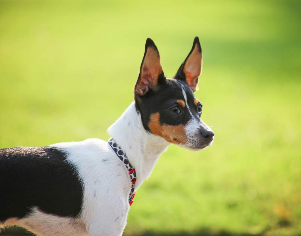 Rat terrier