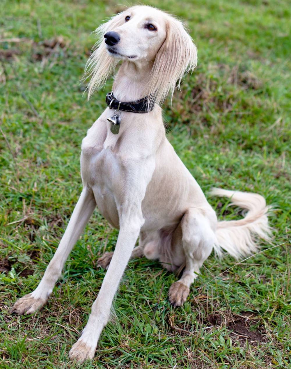 Perro saluki