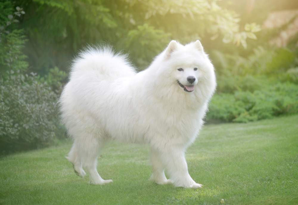 Perro samoyedo