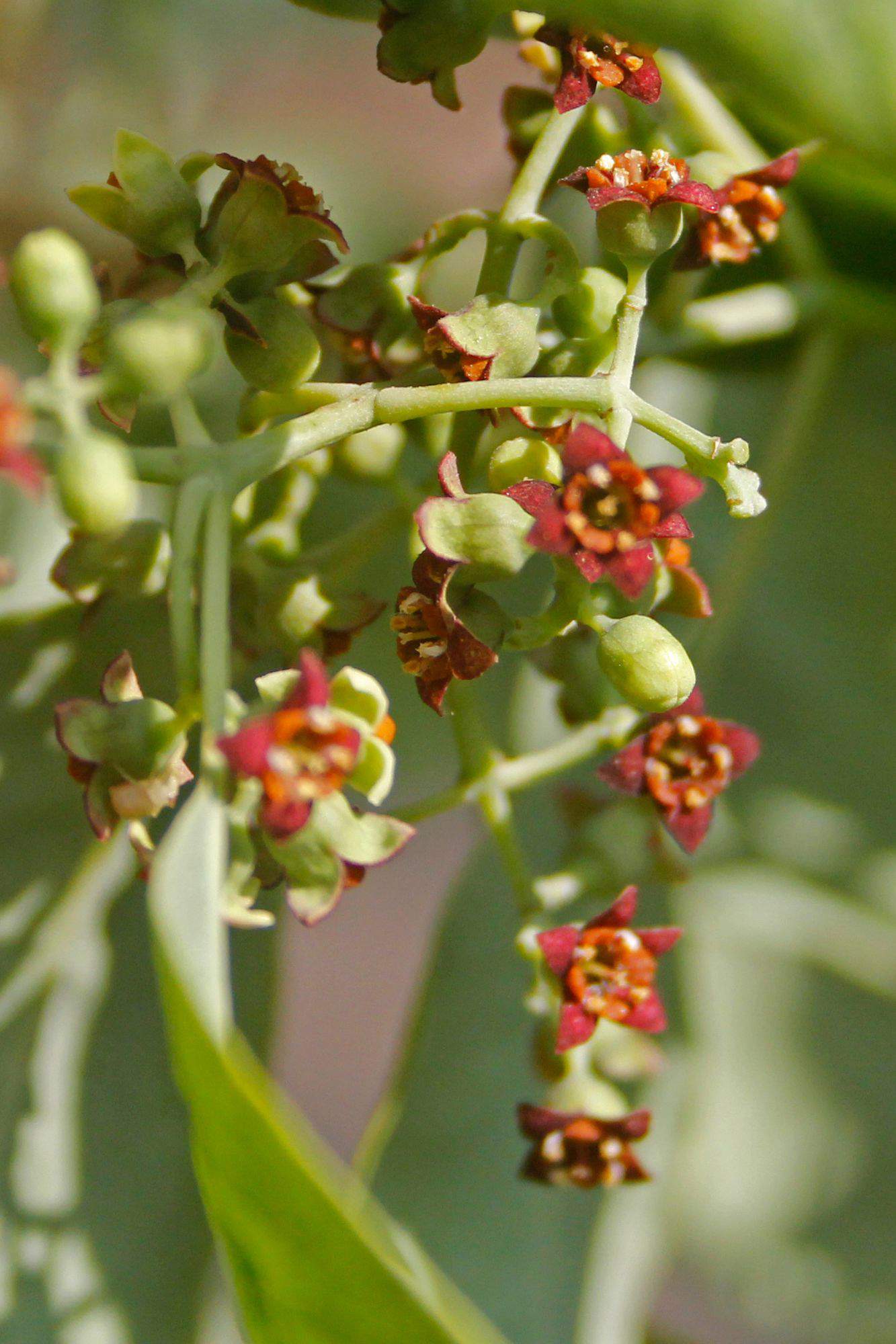 Planta medicinal sándalo.