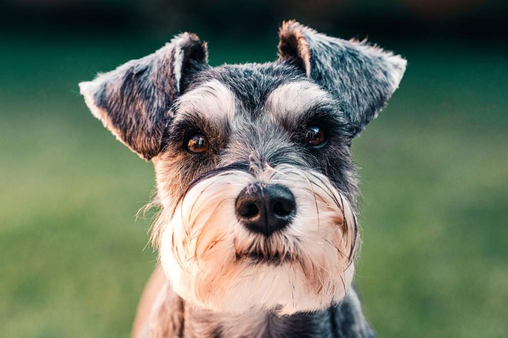 Perro schnauzer