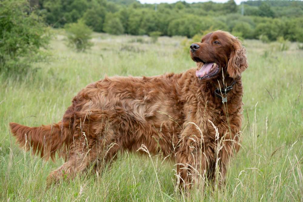 Setter Irlandés.