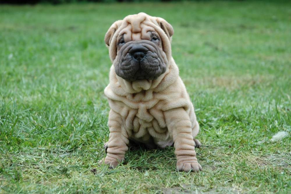 Perro shar pei