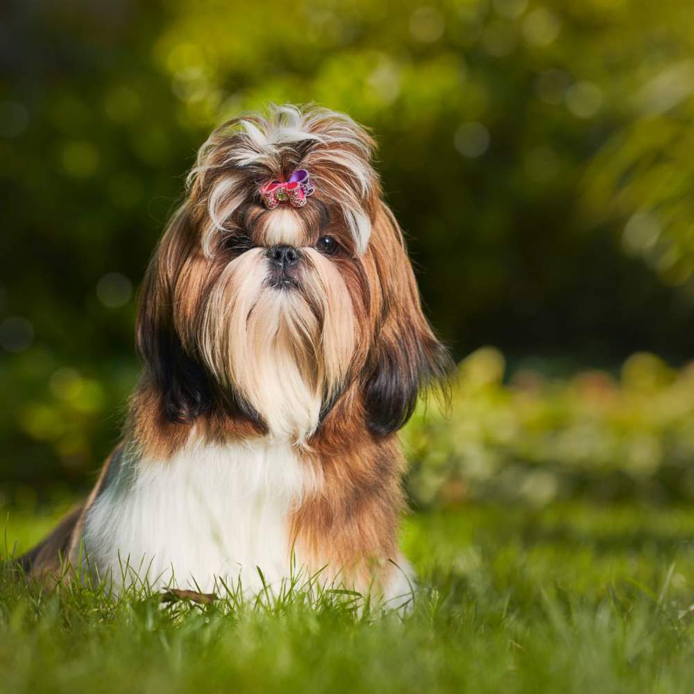 Perro shih tzu