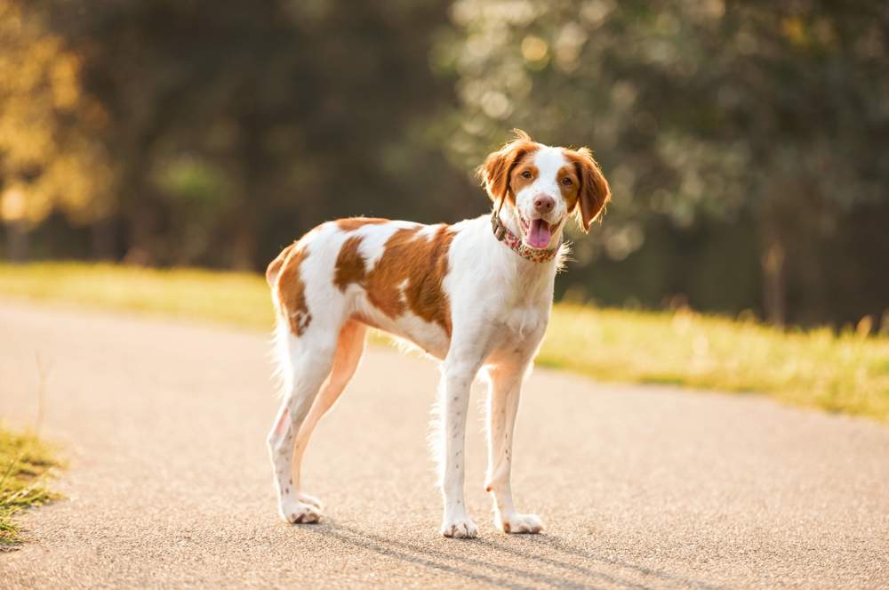 Perro spaniel bretón