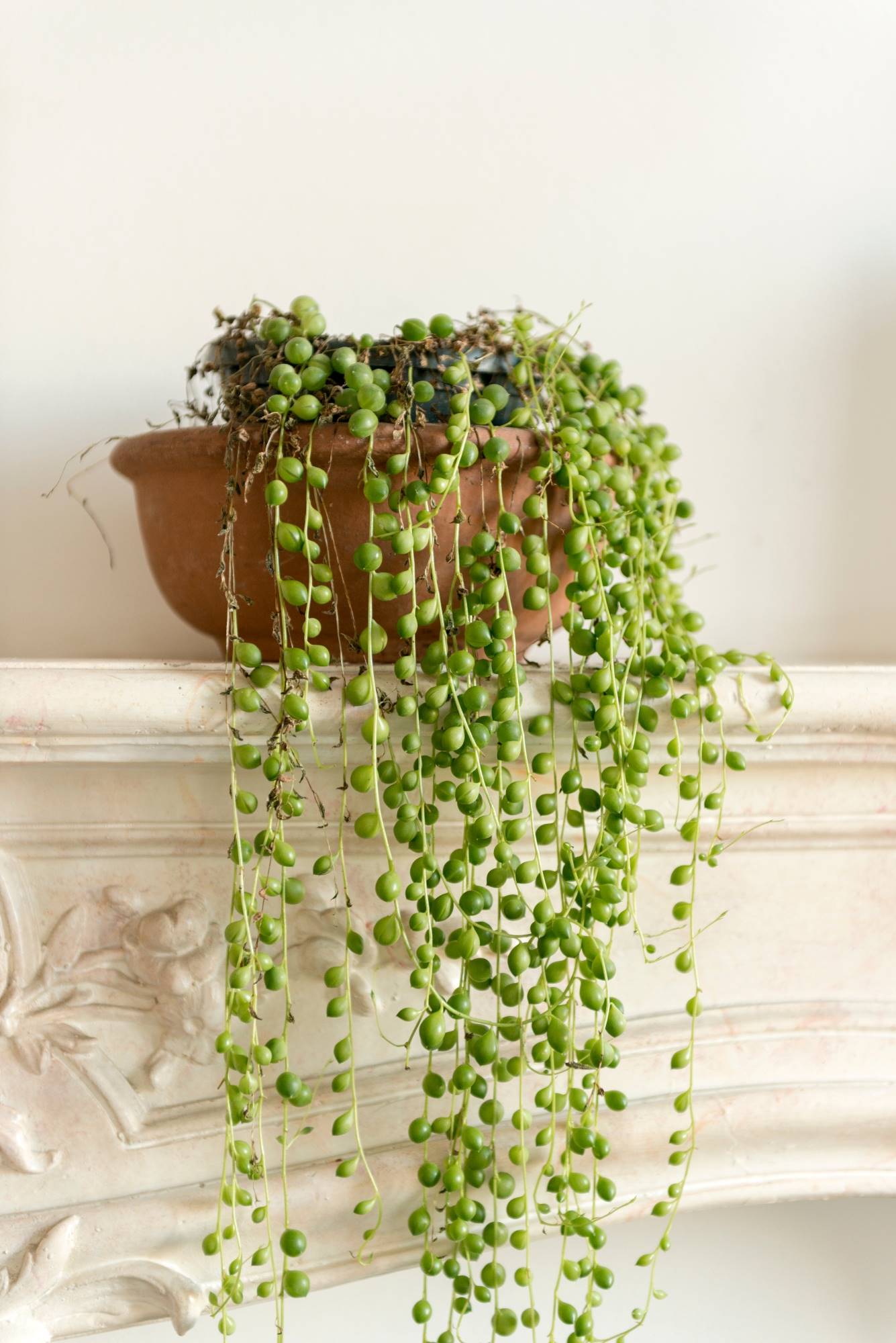 Senecio rowleyanus o Planta del rosario de ManoMano.es