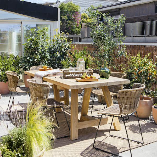 Soy experto en plantas y esta es la especie más resistente para la terraza o el balcón