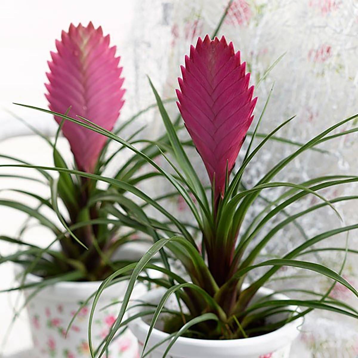 Tillandsia o pluma rosa.